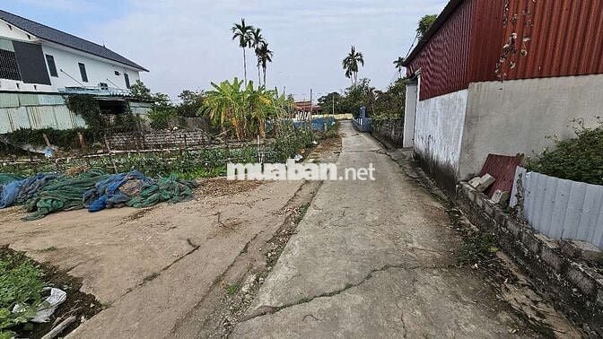 Nợ nần cần bán lúa non mua từ 2021