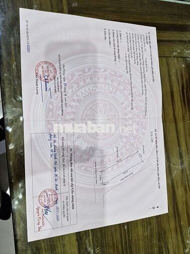 Nợ nần cần bán lúa non mua từ 2021