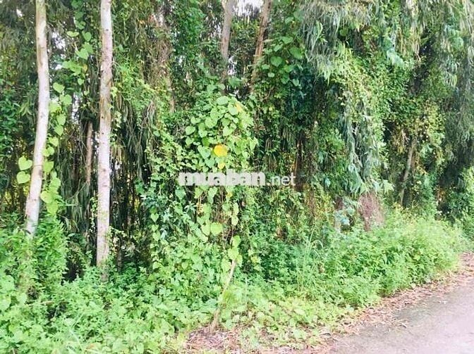 CẦN BÁN 128.8M2 ĐẤT XÃ THẠNH LỘC CÁCH TUYẾN CHÁNH 900M