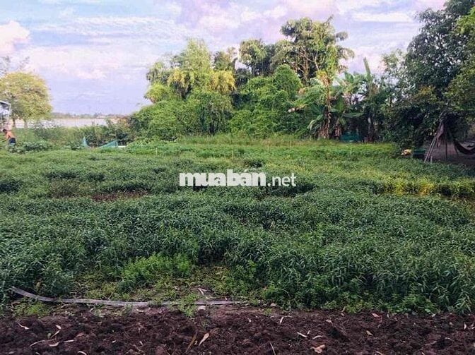 CẦN BÁN 128.8M2 ĐẤT XÃ THẠNH LỘC CÁCH TUYẾN CHÁNH 900M