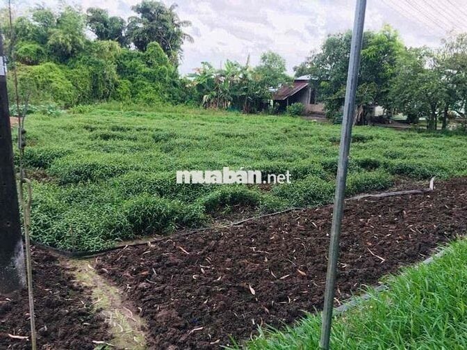 CẦN BÁN 128.8M2 ĐẤT XÃ THẠNH LỘC CÁCH TUYẾN CHÁNH 900M