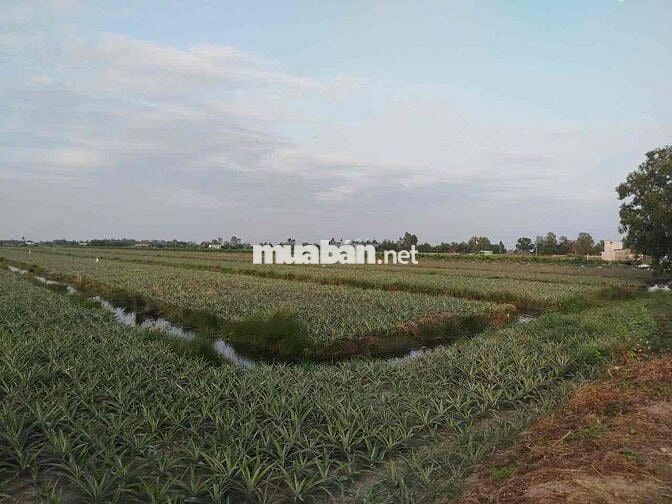 Đất cln đang trồng khóm, có thể làm khu homestay