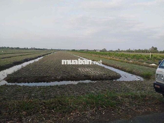 Đất cln đang trồng khóm, có thể làm khu homestay