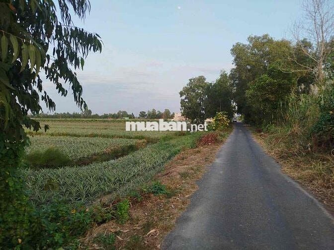 Đất cln đang trồng khóm, có thể làm khu homestay