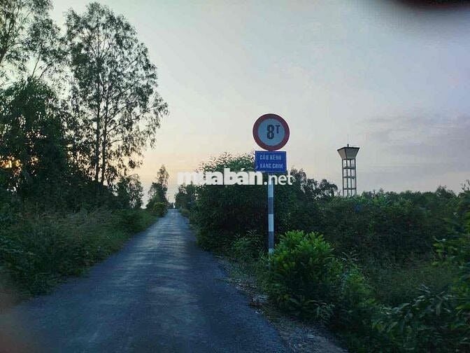 Đất cln đang trồng khóm, có thể làm khu homestay