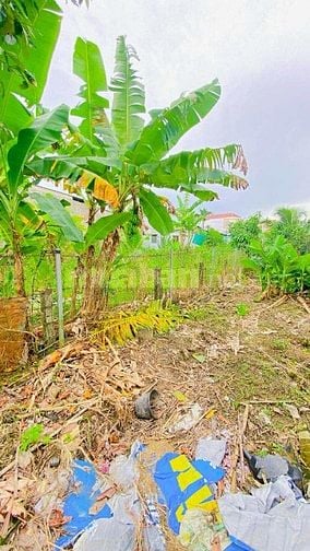 Bán đất 450 m2 gần cầu Đầu Sấu đường 3/2