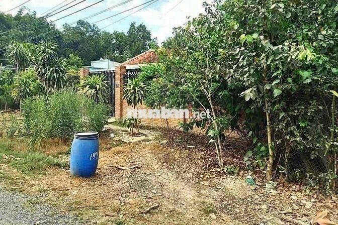 Nguyên cái nhà với cái vườn to đùng 2000m2 (20x100) sẵn 100m2 thổ cư