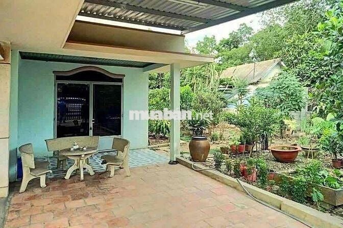 Nguyên cái nhà với cái vườn to đùng 2000m2 (20x100) sẵn 100m2 thổ cư