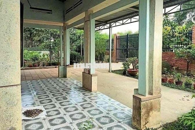 Nguyên cái nhà với cái vườn to đùng 2000m2 (20x100) sẵn 100m2 thổ cư