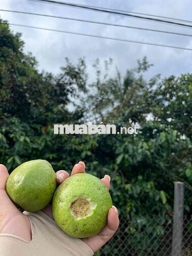 Đất hẻm Nguyễn Văn Nghi, sau lưng trường học