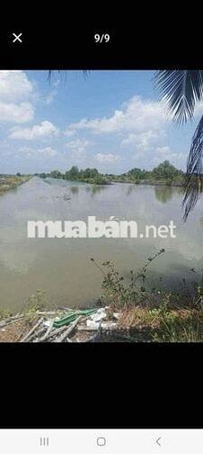 Bán vuông Năm Căn (xã Đất Mới)