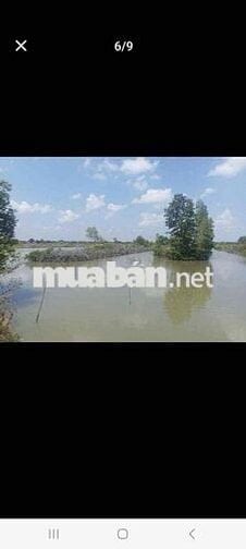 Bán vuông Năm Căn (xã Đất Mới)