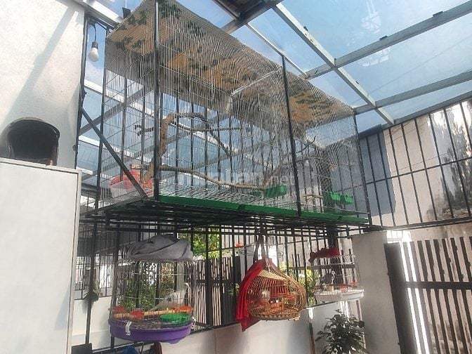 Thanh lý cả gà f2 cả lồng và chim