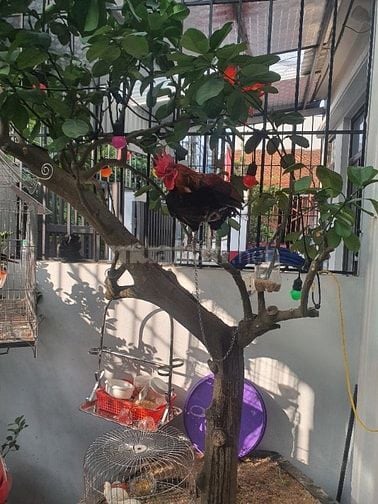 Thanh lý cả gà f2 cả lồng và chim