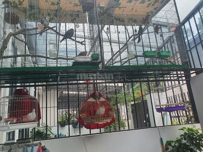 Thanh lý cả gà f2 cả lồng và chim