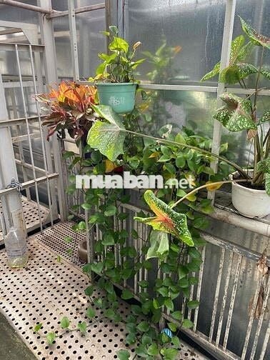 phòng trọ 24 m đg bình chiểu phường bình chiểu thủ đức tphcm