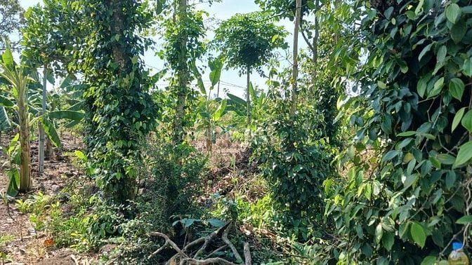 Bán Đất Xã Thanh Sơn, H.ĐQuán, T.Đồng Nai Dt: 2000 m2 350 triệu