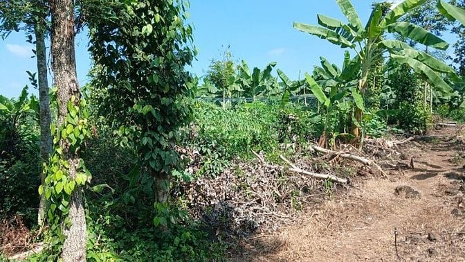 Bán Đất Xã Thanh Sơn, H.ĐQuán, T.Đồng Nai Dt: 2000 m2 350 triệu