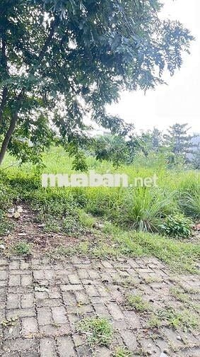 🔥 CỒN DẦU 3 – LÔ MẶT TIỀN HIẾM 🌳 VIEW CÔNG VIÊN – CHỈ 5,x 🧄 (x nhỏ xíu