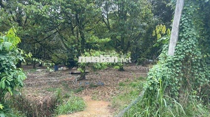 ĐẤT ĐẸP-GIÁ TỐT chính chủ bán nhanh lô đất tại huyện Chư Prong,Gia Lai