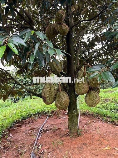 ĐẤT ĐẸP-GIÁ TỐT chính chủ bán nhanh lô đất tại huyện Chư Prong,Gia Lai