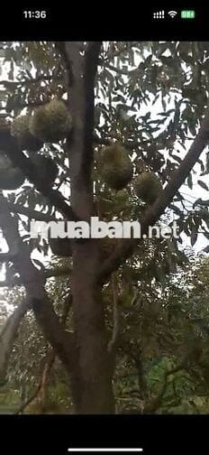 ĐẤT ĐẸP-GIÁ TỐT chính chủ bán nhanh lô đất tại huyện Chư Prong,Gia Lai