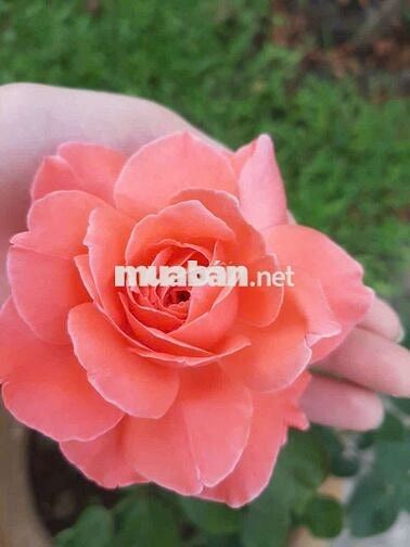 Đất mặt tiền đường số 1 phường trường thọ. 54m2 ngang 4,1m vị trí Tốt