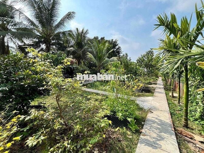 Bán vườn có nhà tại Phường Vĩnh Mỹ, Châu Đốc