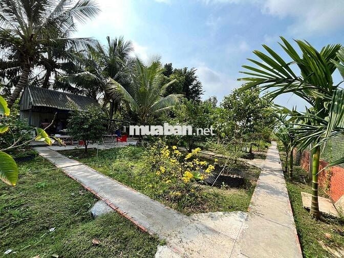Bán vườn có nhà tại Phường Vĩnh Mỹ, Châu Đốc
