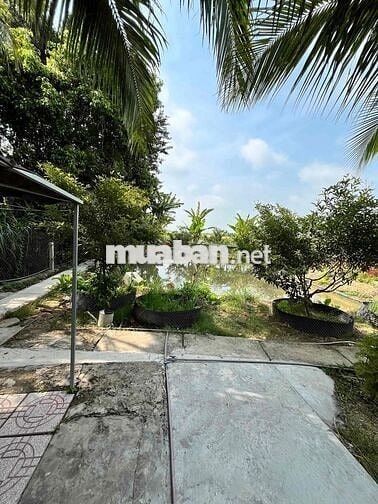 Bán vườn có nhà tại Phường Vĩnh Mỹ, Châu Đốc