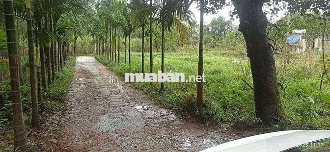 Bán nhanh đất kiệt 106 minh mạng