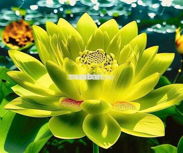 Cho thuê chung cư 2pn Hồng Loan