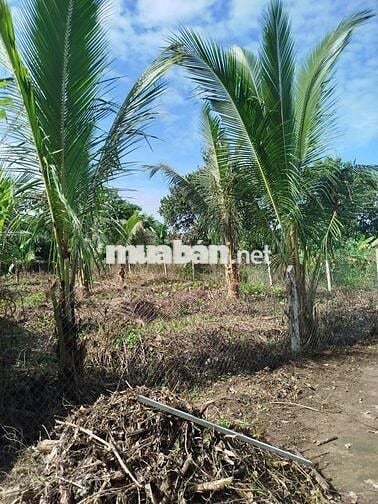 Bán Đất Dân Cư chỉ 530 triệu tại Thôn Suối Sâu-Khánh Đông- Khánh Vĩnh