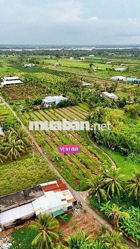 Đất thổ cư 115m² giá 180 triệu cù lao Tân Phú Đông, ô tô vào tận nơi