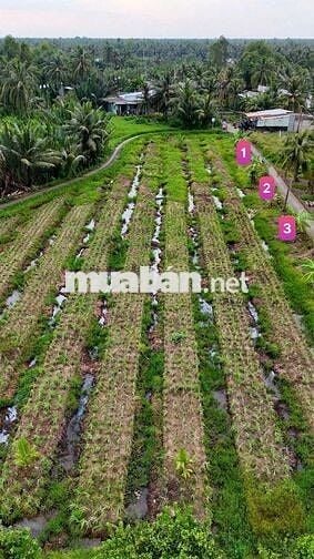 Đất thổ cư 115m² giá 180 triệu cù lao Tân Phú Đông, ô tô vào tận nơi