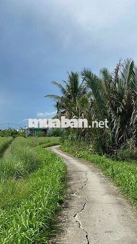 Đất thổ cư 115m² giá 180 triệu cù lao Tân Phú Đông, ô tô vào tận nơi