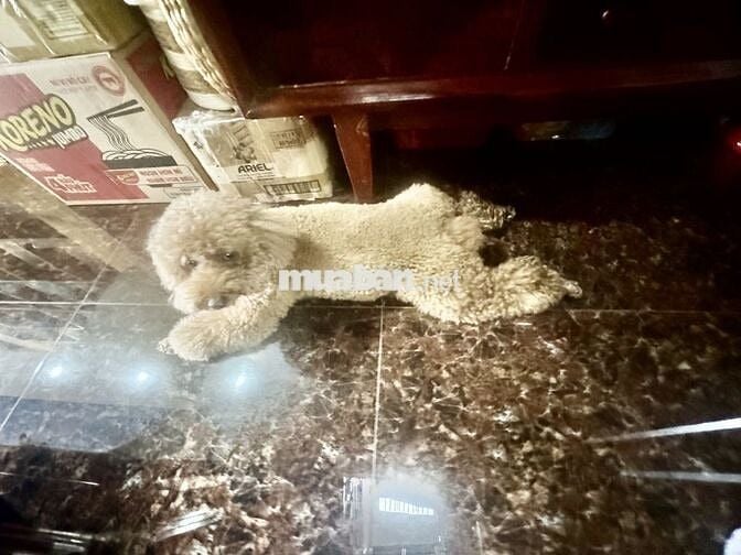 BÁN NHÀ MẶT TIỀN CHỢ ĐA KAO QUẬN 1