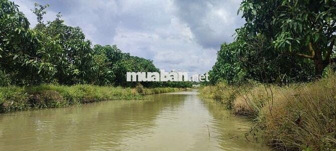 1 Ha đất nông nghiệp tại Nông trường Sông Hậu