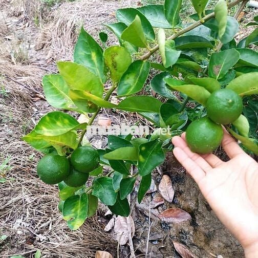 1 Ha đất nông nghiệp tại Nông trường Sông Hậu