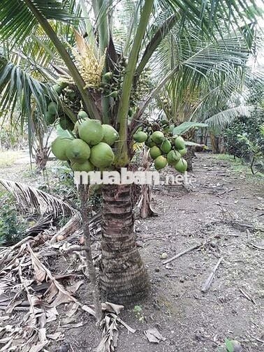 Nhà vườn 4000m2, vềTrung tâm Cần Thơ 30p, đường tỉnh 928, Giá 3.5 tỷ