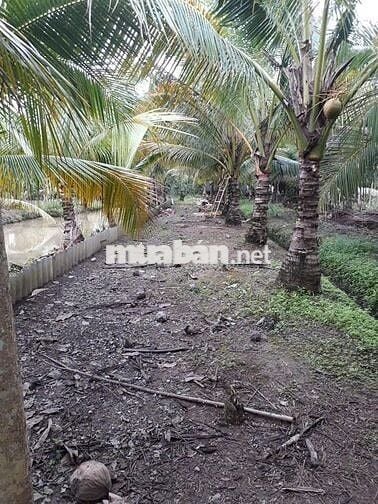 Nhà vườn 4000m2, vềTrung tâm Cần Thơ 30p, đường tỉnh 928, Giá 3.5 tỷ