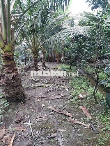 Nhà vườn 4000m2, vềTrung tâm Cần Thơ 30p, đường tỉnh 928, Giá 3.5 tỷ