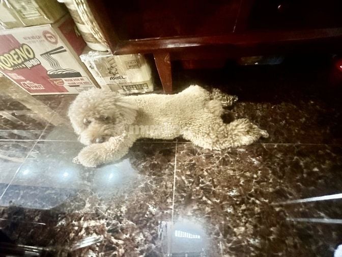 BÁN NHÀ MẶT TIỀN CHỢ ĐA KAO QUẬN 1