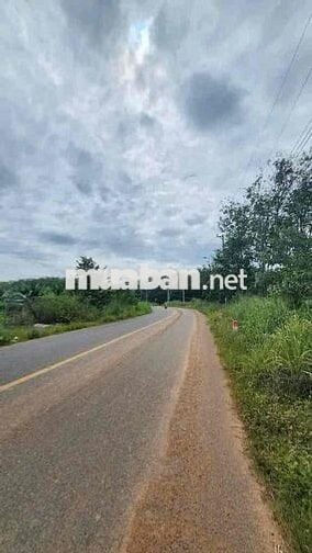 Cần tiền bán rẻ lô đất 500m2 420tr Trừ Văn Thố-Bàu Bàng sổ sẵn