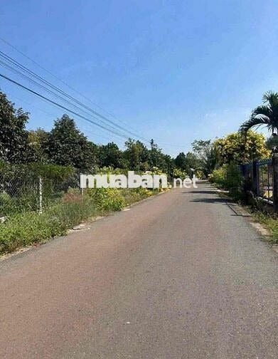 🌼 CÔ TUYẾT NHƯỢNG LẠI LÔ ĐẤT ĐẸP– AI NGHE CŨNG GIẬT MÌNH 🌼