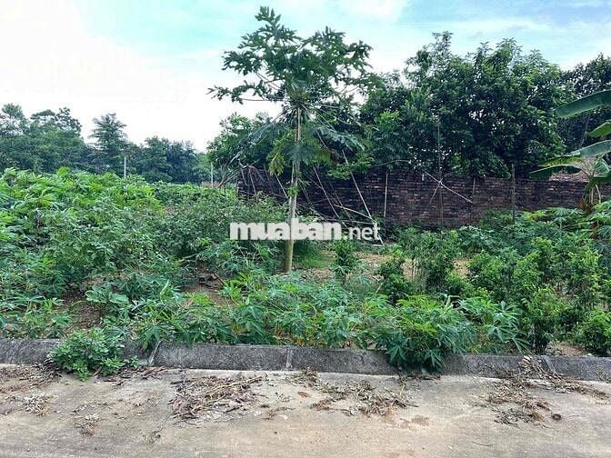 chỉ 35tr/m2 ace cho ngay 1 mảnh đất rộng rãi là 103,8 m2