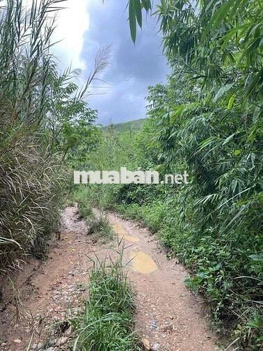 180 TRIỆU – 2 SỔ ĐỎ – 2.700m² GIÁP SUỐI PHÚ YÊN