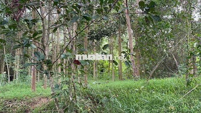 180 TRIỆU – 2 SỔ ĐỎ – 2.700m² GIÁP SUỐI PHÚ YÊN