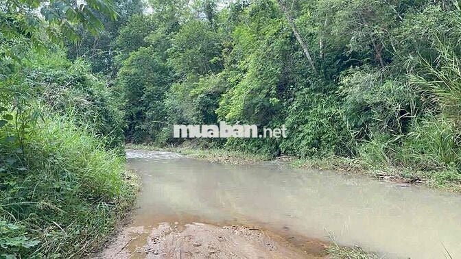 180 TRIỆU – 2 SỔ ĐỎ – 2.700m² GIÁP SUỐI PHÚ YÊN