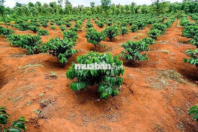 1 MT+ 4 Thửa liền kề tổng DT: 31599 m2. Xã Tân Thượng-Di Linh-Lâm Đồng